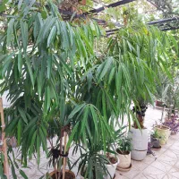 گیاه نخل و آمستل