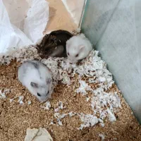 فروش همستر خانگی