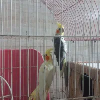 عروس هلندی