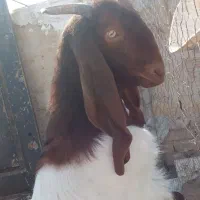 بزغاله پاکستانی