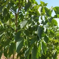 باغ گردویی مناسب برای سرمایه گذاری|فروش زمین و ملک کلنگی|سامان, |دیوار