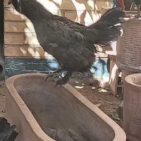 تخم نطفه دار درجه یک.ومصرف دارویی خوراکی.|حیوانات مزرعه|شیراز, زرهی|دیوار