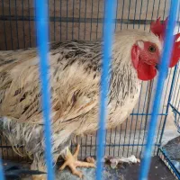 ۲عدد مرغ ۲خروس  سالم درشت خانگی|حیوانات مزرعه|مشهد, رسالت|دیوار