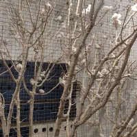 حراج فنچ مولد فروش عمده بالای 20عددفقط|پرنده|کرمان, |دیوار