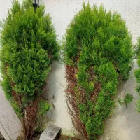 درخت های کاج دائما سبزده ساله کاملا سالم بدون آفت|گل و گیاه طبیعی|رشت, شکار اسطلخ|دیوار