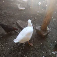 قوغاز وغازفروشی|حیوانات مزرعه|شوط, |دیوار