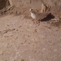 یک قطعه دونبی ماده|پرنده|باوی, |دیوار