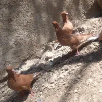 جاده اهواز آبادان روستای دریسیه .معاوضه هم دارم|پرنده|شادگان, |دیوار