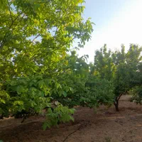 باغ شهری ملوسجان|فروش زمین و ملک کلنگی|شیراز, باغ تخت|دیوار
