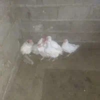 مرغ