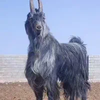 گوسفند زنده