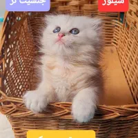 اسکاتیش سیلور لانگ