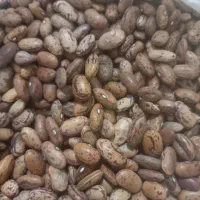 لوبیا لپه ولوبیا خارجی|خوردنی و آشامیدنی|شیراز, شاپورجان|دیوار