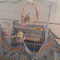 عروس هلندی معاوضه کفترنقش|پرنده|راور, |دیوار