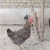 مرغ و خروس|حیوانات مزرعه|اهواز, شهرک رزمندگان|دیوار