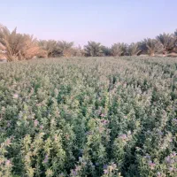 بذر یونجه درجه 1تعهد در دفترخانه اسناد رسمی.