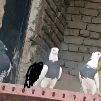 از آگهی دیوار