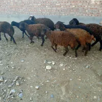 بره ماده قزل افشار|حیوانات مزرعه|بکتاش, |دیوار