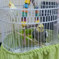 عروس هلندی نر و ماده