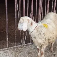 گوسفند بره قوچ|حیوانات مزرعه|بروجرد, |دیوار