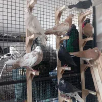 چندتا کفتر هوایی گرفتنی. فقط رو هم|پرنده|شیراز, وزیرآباد|دیوار