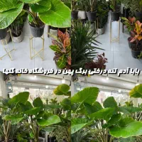 بابا آدم سطل 7