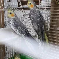 پرنده عروس هلندی