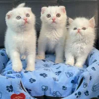 مجموعه میوهاپ/ خرید گربه برتیبش و اسکاتیش و پرشین|گربه|مشهد, سجاد شهر|دیوار