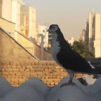 کفتر ساده سیاه|پرنده|مشهد, تربیت (صدف)|دیوار