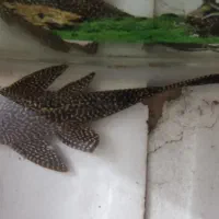 آکواریوم بزرگ|لوازم جانبی حیوانات|پاکدشت, شهرک امام رضا|دیوار