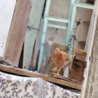 مرغ. 50 روز محلی سالم