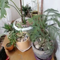 گل اپارتمانی|گل و گیاه طبیعی|چهاردانگه (تهران), |دیوار