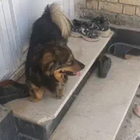 واگذاری سگ خوشگل باحال