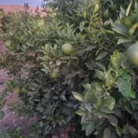 باغ|فروش زمین و ملک کلنگی|جنت, |دیوار