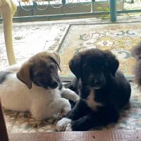 واگذاری سگ ماده بومی