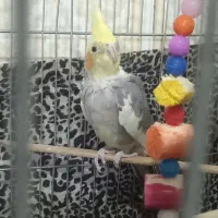 عروس هلندی آهوی وسیامون وابلق|پرنده|قرچک, زیبا شهر|دیوار