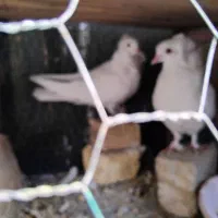 پرنده|پرنده|اصفهان, جنیران (لادان)|دیوار