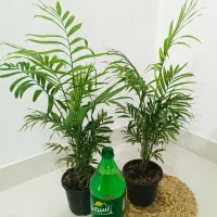 بابا آدم|گل و گیاه طبیعی|ارومیه, |دیوار