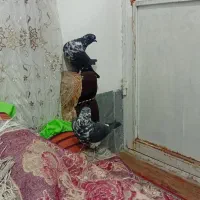 کبوتر|پرنده|مرودشت, تخت جمشید|دیوار