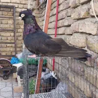کبوتر زاغ صربستانی|پرنده|ارومیه, |دیوار