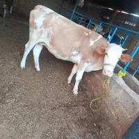 گاو ۸ماهه بشرط تست