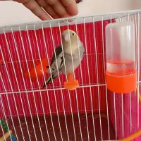 پرنده|پرنده|تربت جام, نظامی|دیوار