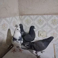 چهار عدد جوجه پرشی ب شرط دونه ای 150|پرنده|ماهدشت, |دیوار