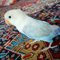 جفت طوطی برزیلی فیشر هفت رنگ دستی