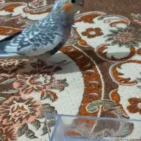 عروس هلندی گل باقالی