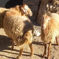 قوچ مغان گوسفند گاو بز|حیوانات مزرعه|دینور, |دیوار