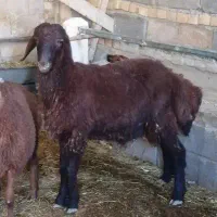 میش جوان ابستن با بره