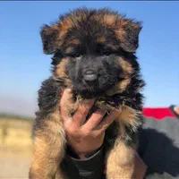 توله سگ ژرمن شولاین موبلند حرفه ای|سگ|کرج, عظیمیه|دیوار