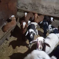 گوسفند داشتی|حیوانات مزرعه|بیلوار, |دیوار