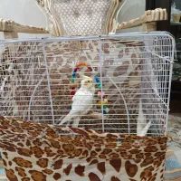 عروس هلندی همراه با قفس بزرگ ومتعلقات